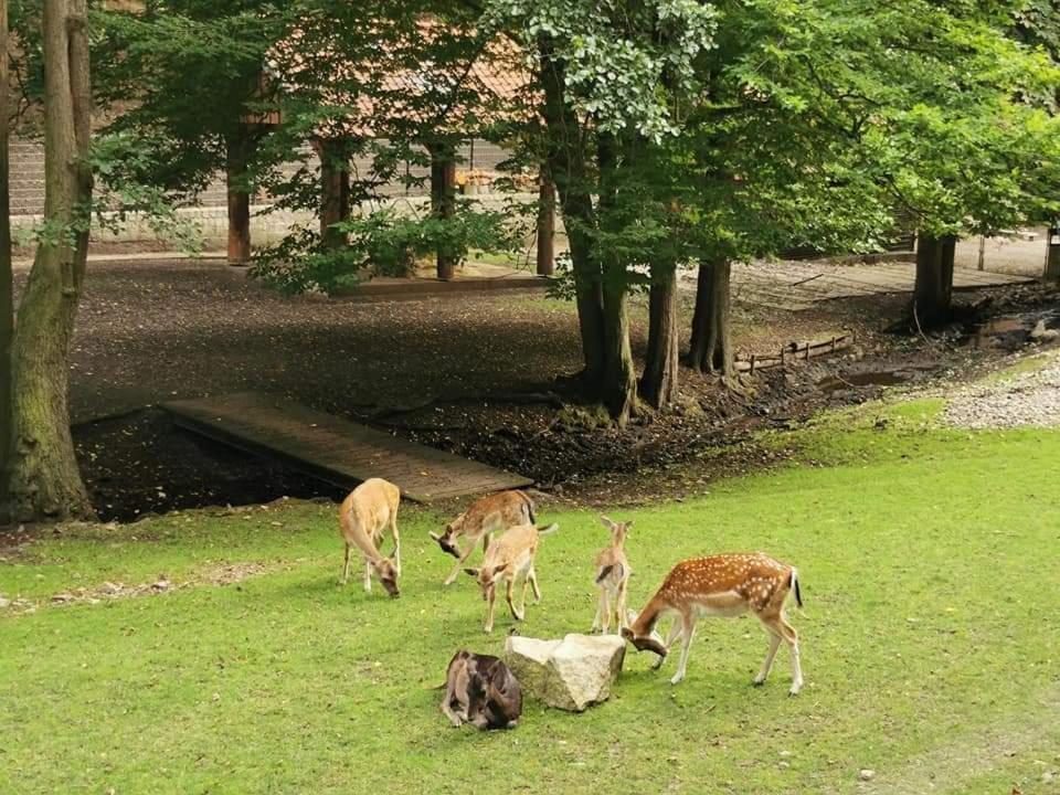 Ferienwohnung Reese- Horstmann Mit Hallenbad Und Sauna, Wlan "Harz Zu Jeder Jahreszeit" Бад-Гарцбург Экстерьер фото
