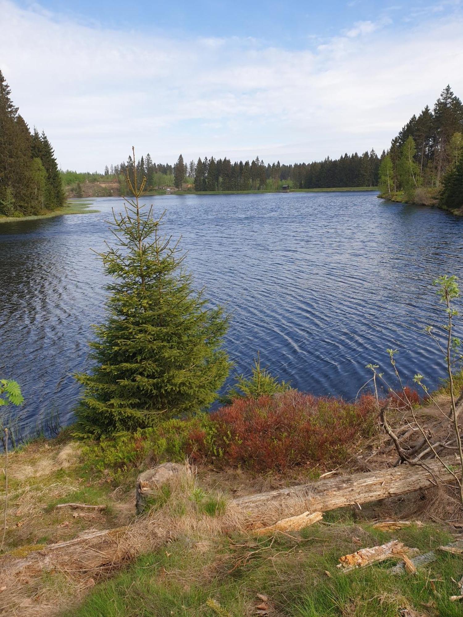 Ferienwohnung Reese- Horstmann Mit Hallenbad Und Sauna, Wlan "Harz Zu Jeder Jahreszeit" Бад-Гарцбург Номер фото