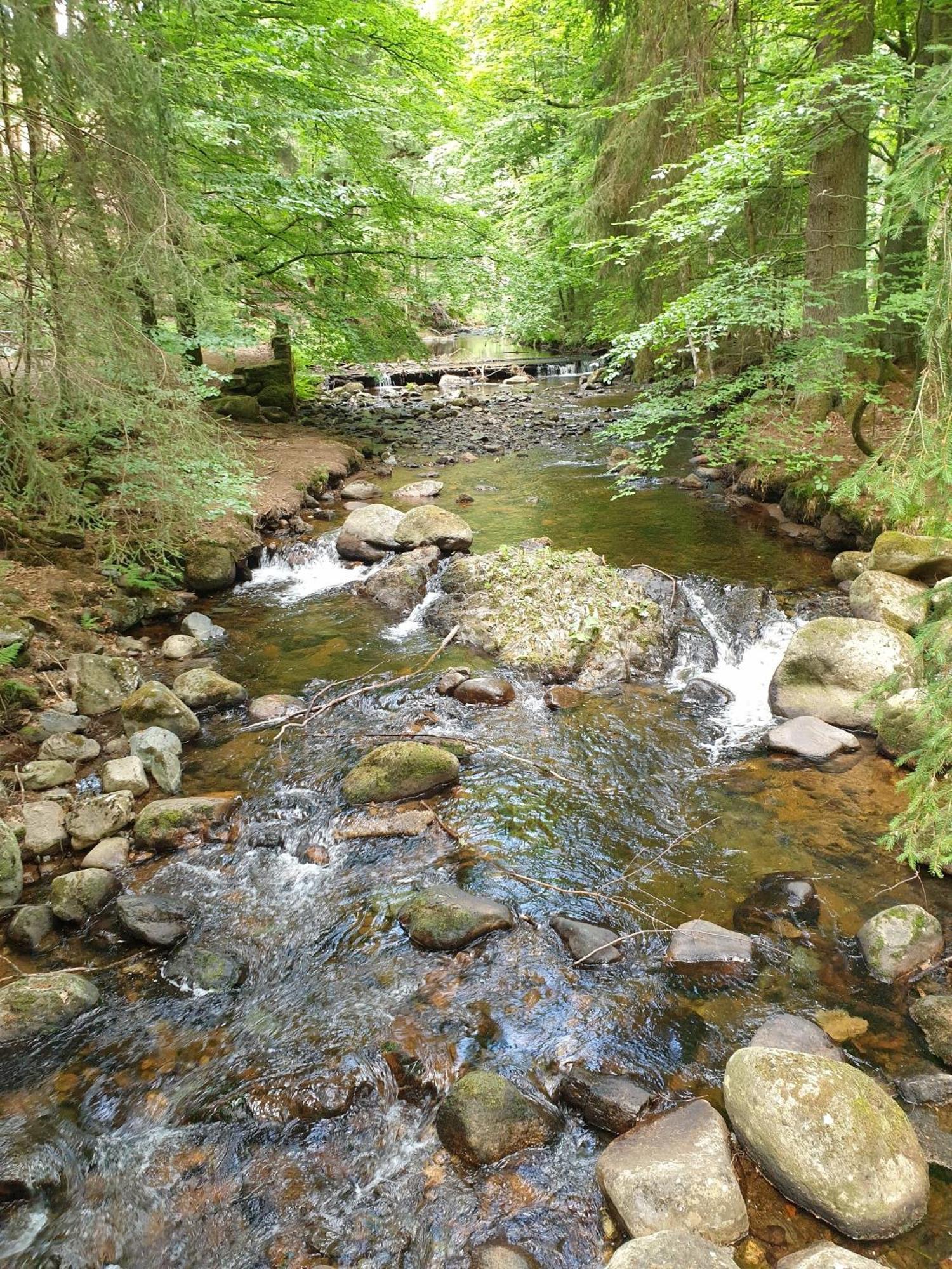 Ferienwohnung Reese- Horstmann Mit Hallenbad Und Sauna, Wlan "Harz Zu Jeder Jahreszeit" Бад-Гарцбург Номер фото